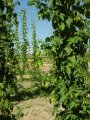 Hop Yards