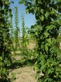 Hop Yards