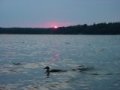 Duck Sunset